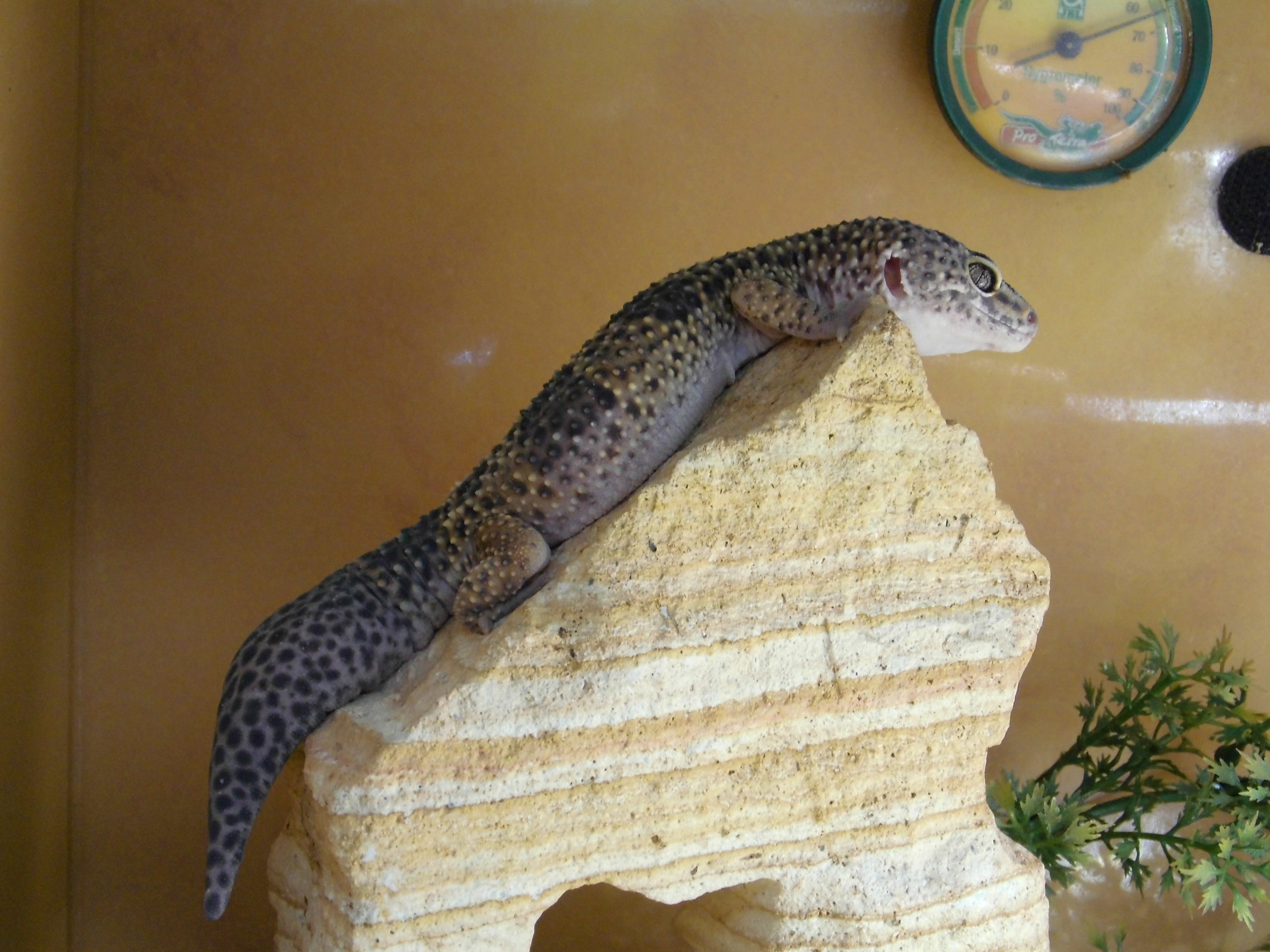 Leopardgecko Natur/ Tangerine Mix (Eublepharis mascularius