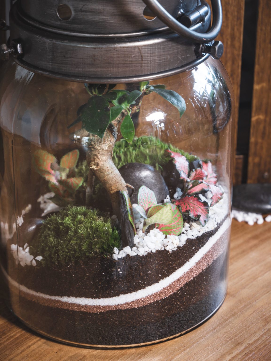 CALCUTTA M Terrakit Terrarium autonome fait main