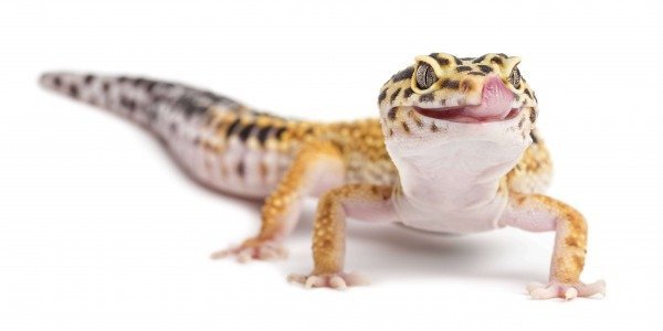 Le Gecko Léopard !
