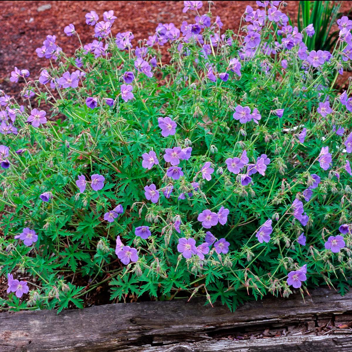 Geranium ‘Brookside’ TERRA NOVA® Nurseries, Inc.