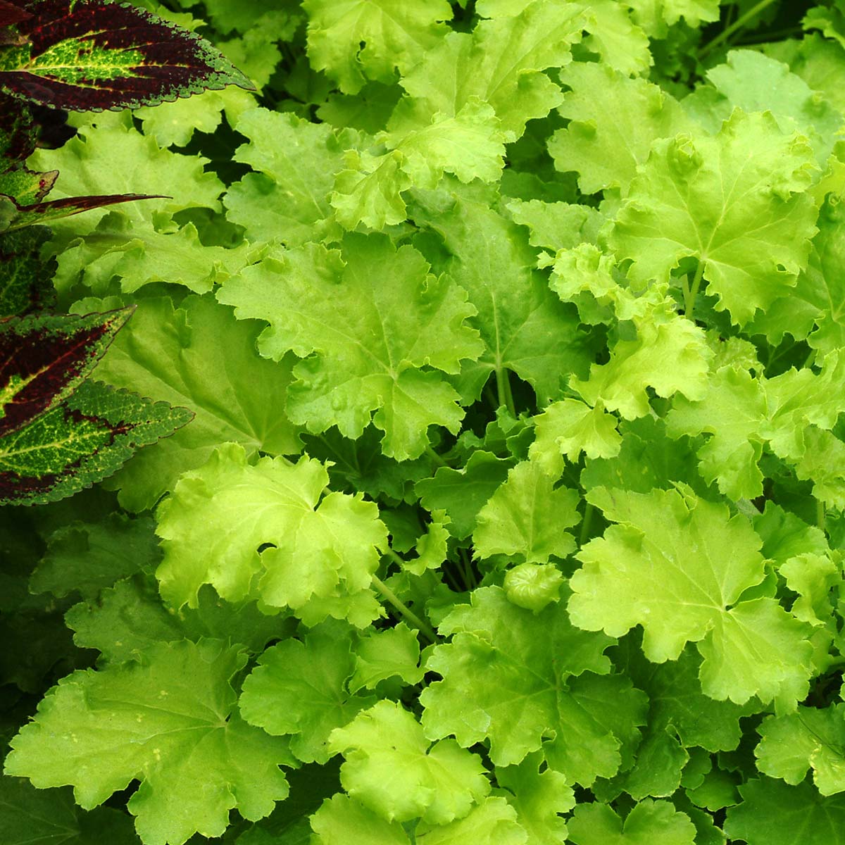 Heuchera ‘Lime Rickey’ TERRA NOVA® Nurseries, Inc.