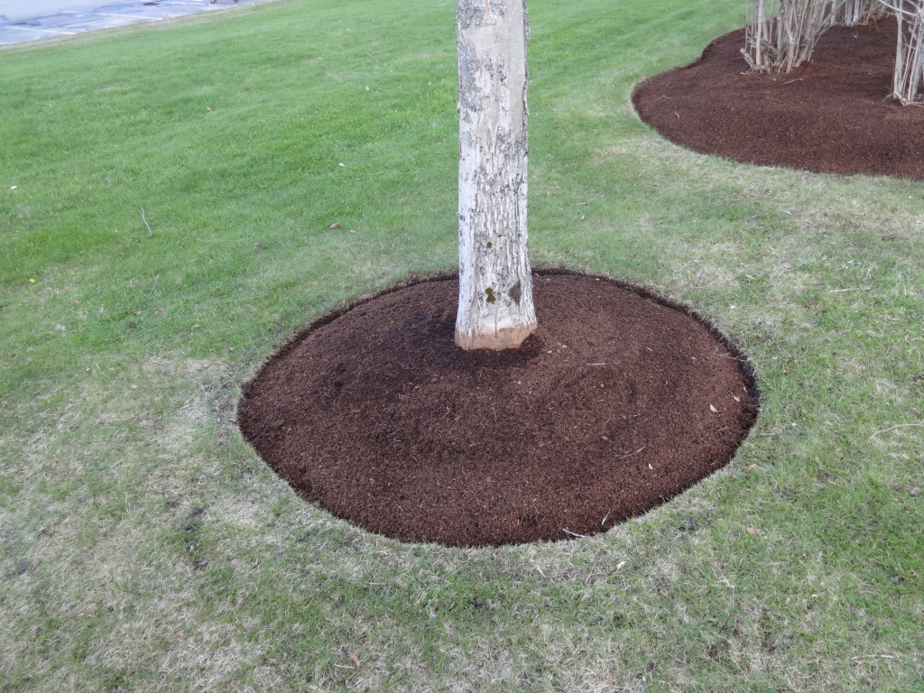 Should You Mulch Around The Base Of Trees at Hazel Daugherty blog