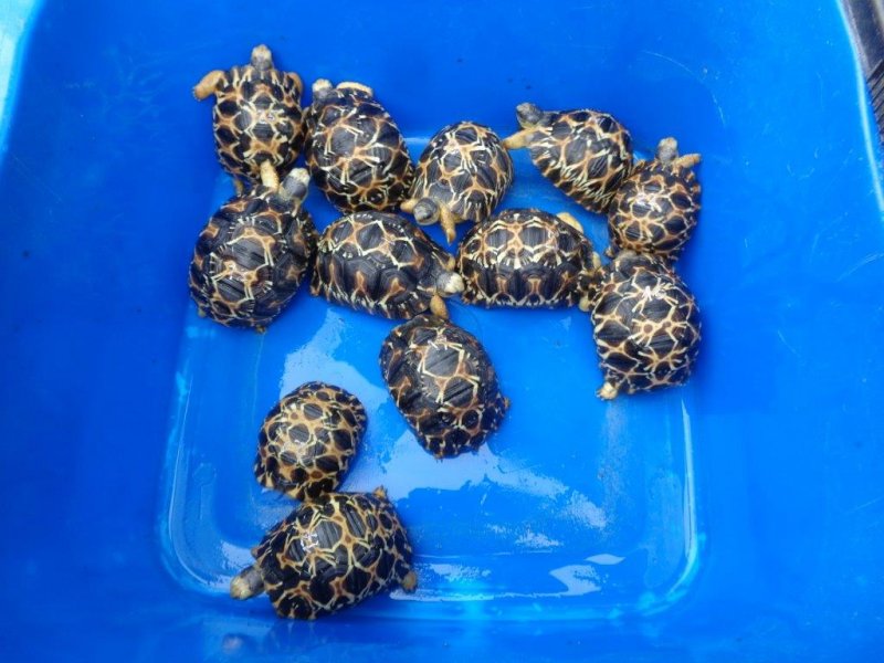 Schildkröten kaufen und verkaufen auf