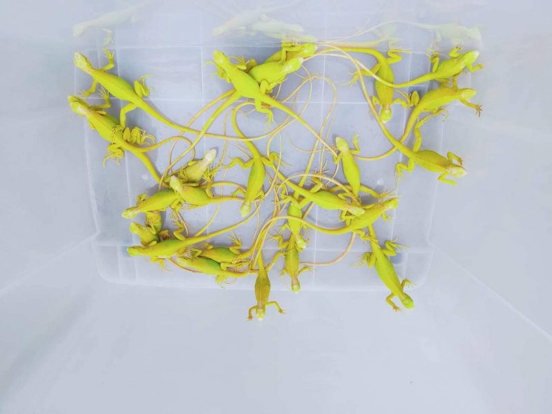 Schlangen, Echsen, Geckos, Schildkröten, Frösche und