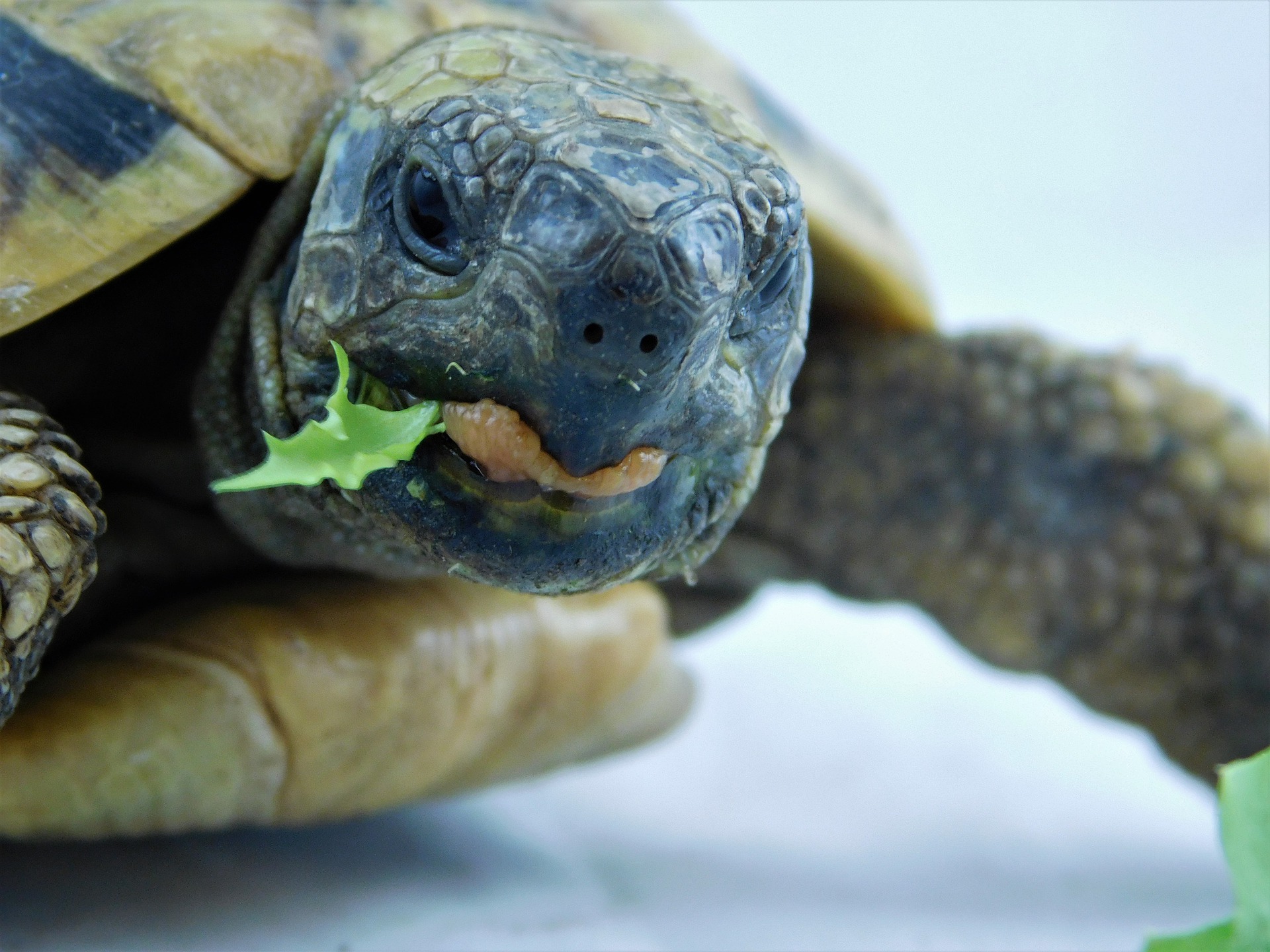 Terrarium Schildkröte das richtige Terrarium für Ihre