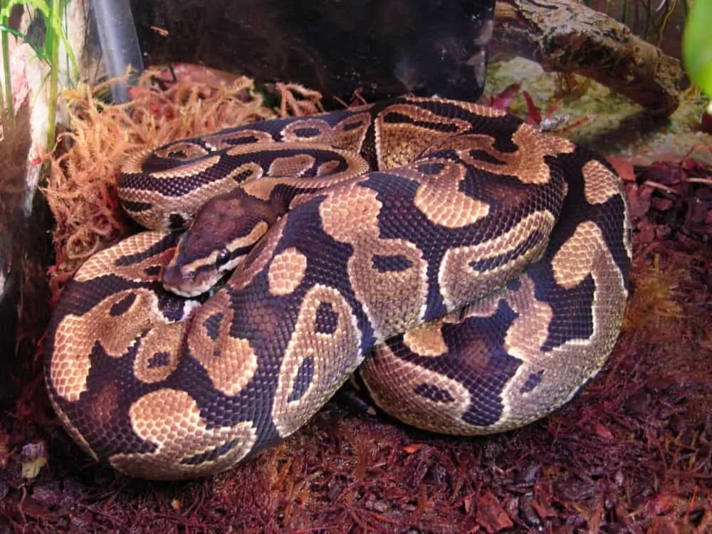 Do Ball Pythons Need A Heat Lamp?