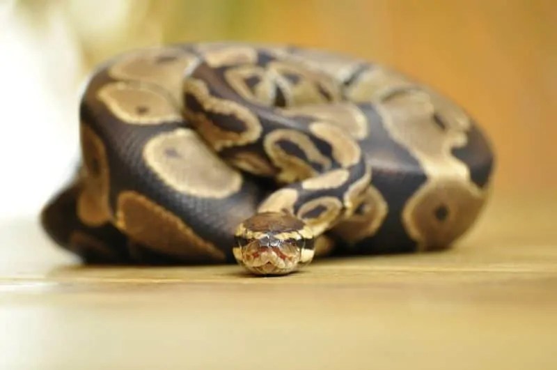 Ball Python Lighting Needs and Requirements