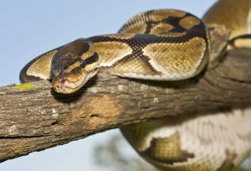 11 Signs of a Dying Ball Python (Causes and Prevention)