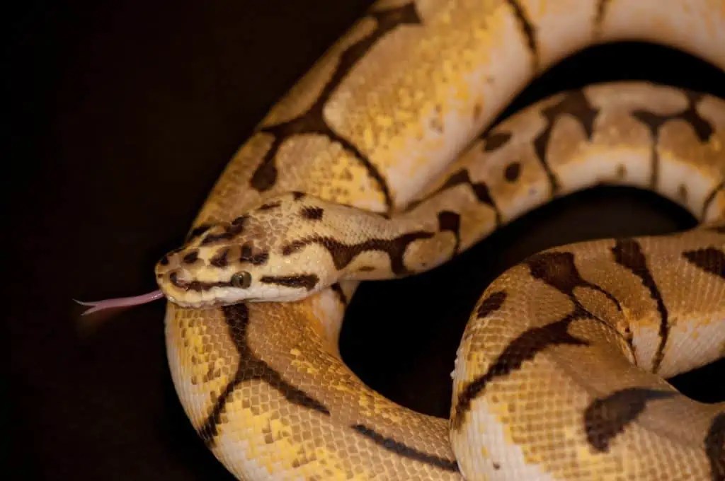 Are Ball Pythons Good Pets? (All You Need to Know)
