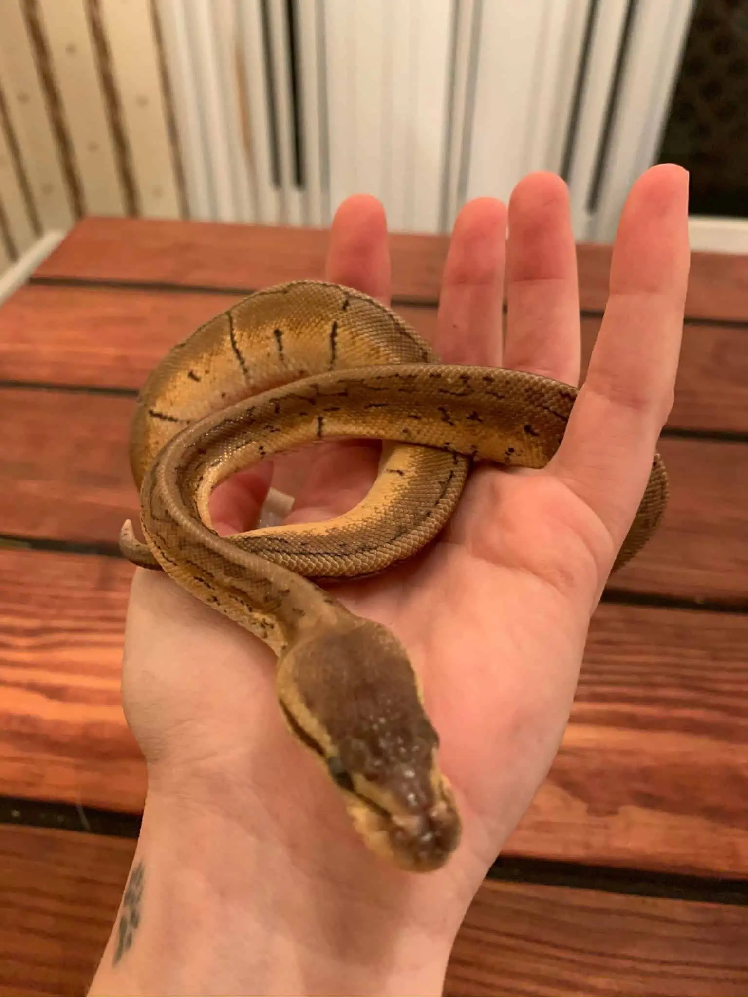Dehydrated Ball Python (Symptoms And Treatment)