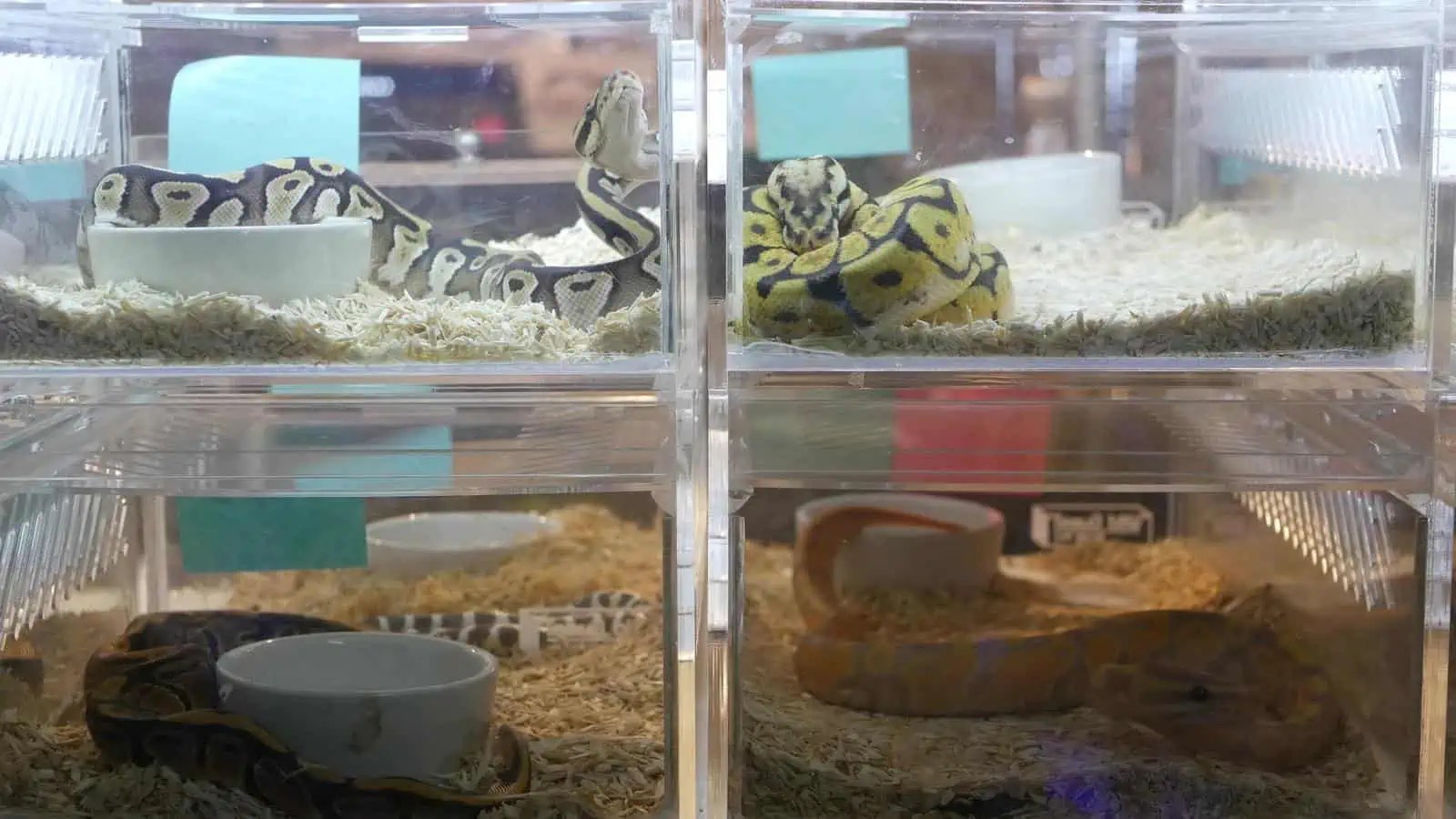 Can Ball Pythons Live Together? (Things You Should Know)