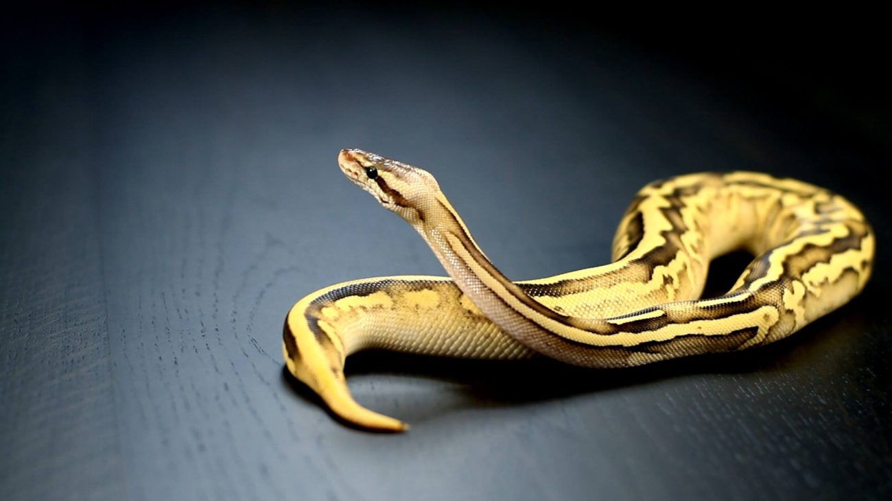 Are Ball Pythons Good Pets? (All You Need to Know)