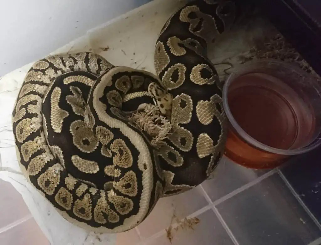 The Ideal Ball Python Tub Size & Setup Terrarium Quest