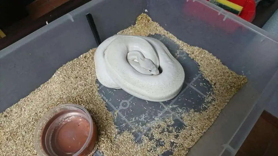 The Ideal Ball Python Tub Size & Setup Terrarium Quest