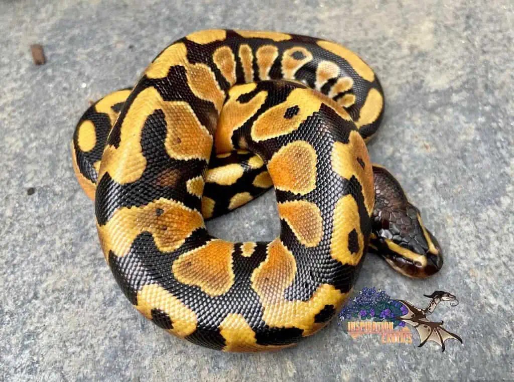 9 Best Ball Python Breeders in the US and the UK