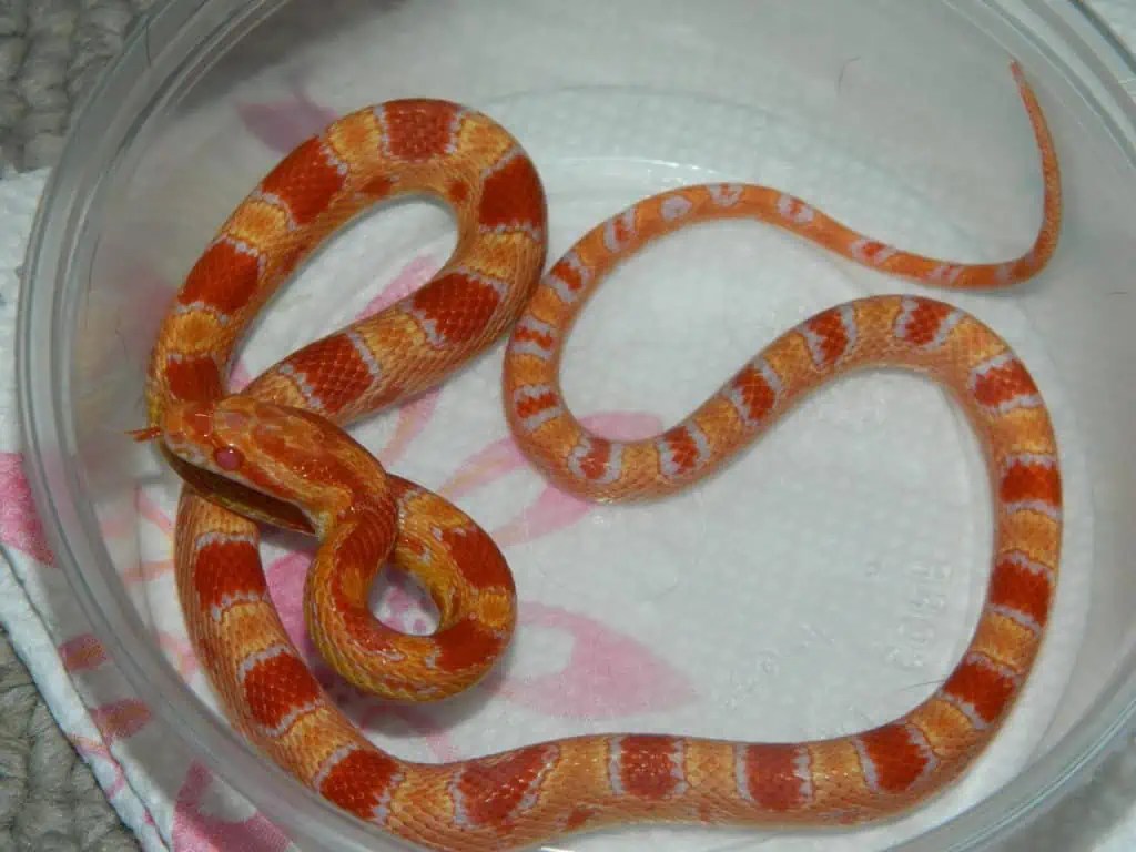 Corn Snake Morphs and The Ultimate Guide