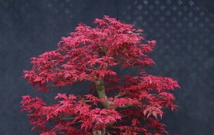 Pourquoi mon Erable du Japon à les feuilles qui sèchent ? Terrre d'Humus