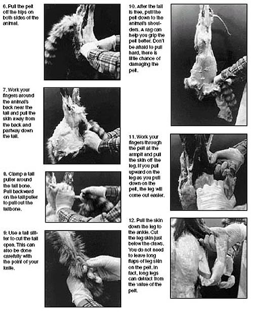 Terrierman's Daily Dose How to Skin Out a Raccoon