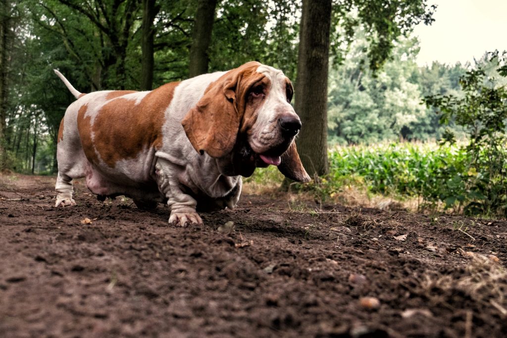 10 Most Stubborn Dog Breeds According to Science [Most Independent