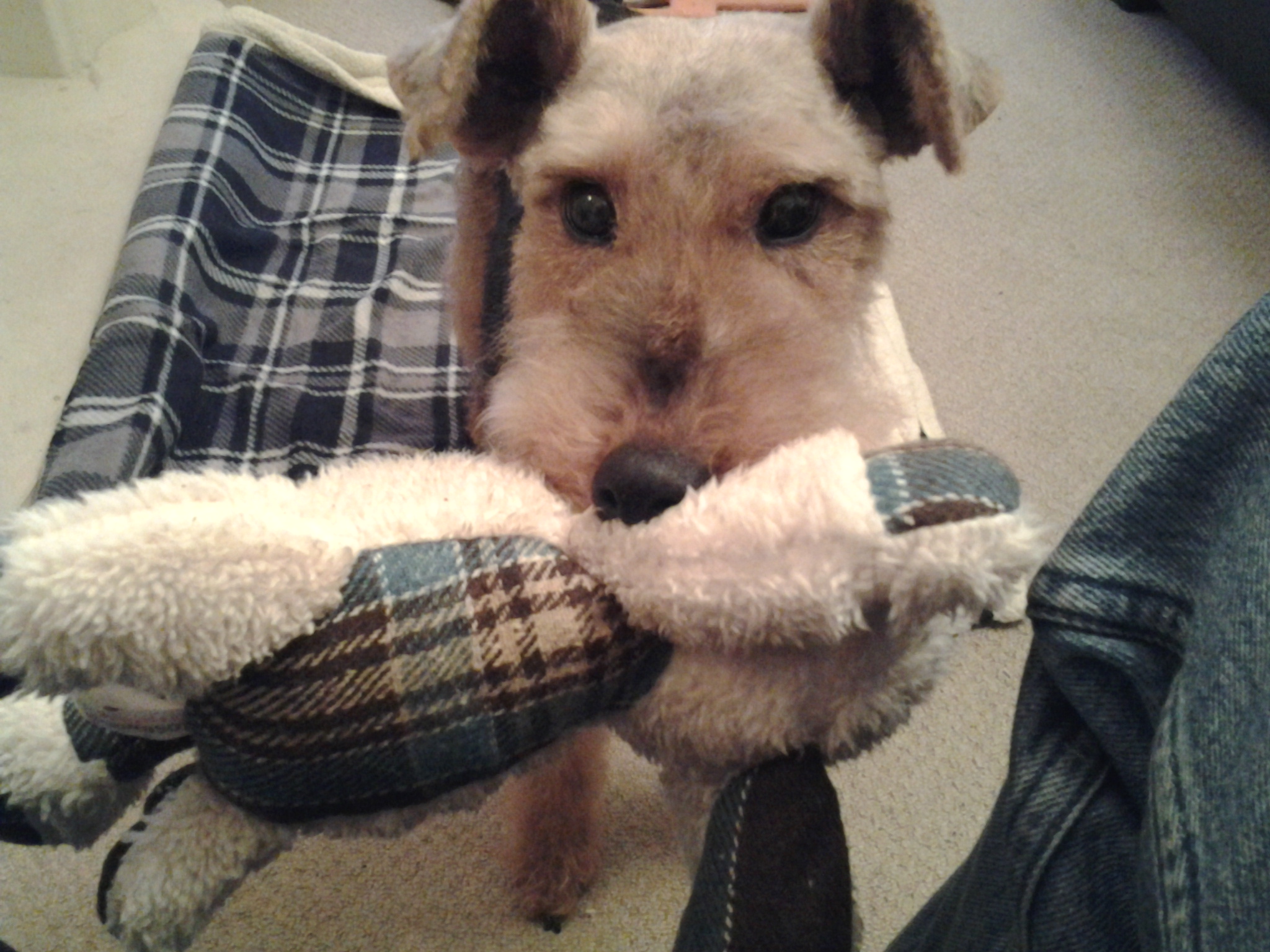 Seren female welsh terrier Terrier SOS a UKbased dog rescue