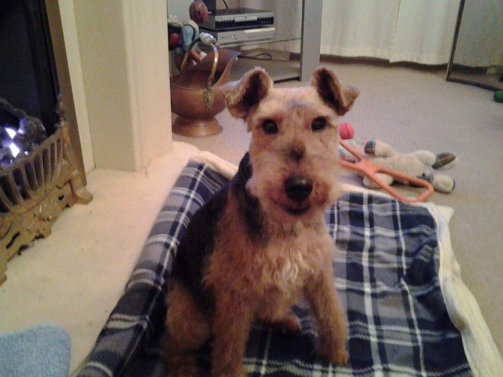 Seren female welsh terrier Terrier SOS a UKbased dog rescue