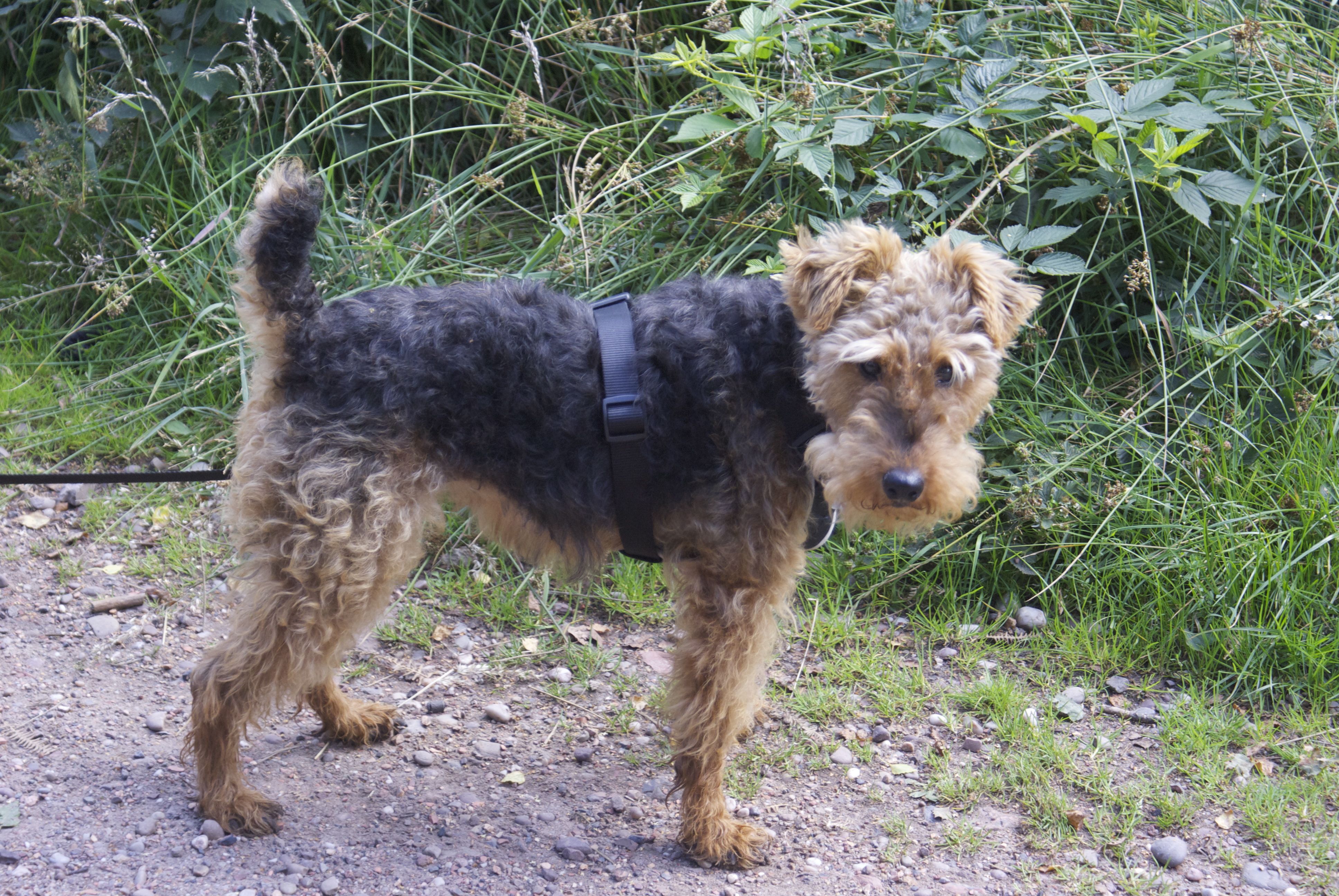 Seren female welsh terrier Terrier SOS a UKbased dog rescue