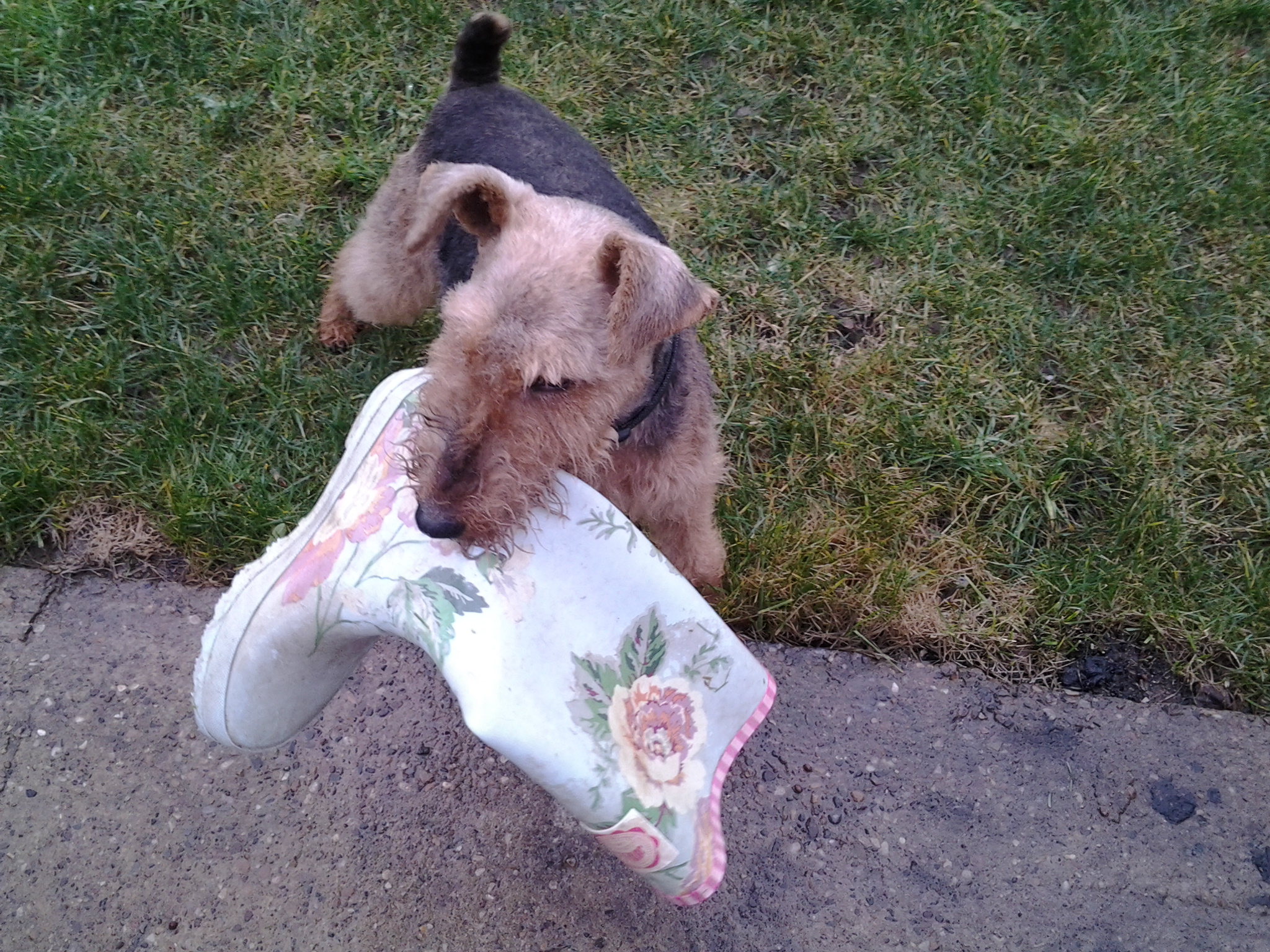 Seren female welsh terrier Terrier SOS a UKbased dog rescue