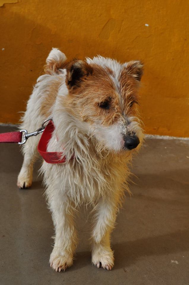 Foster Young Fox Terrier Cross