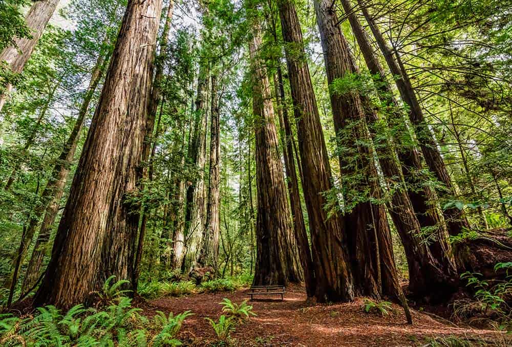 The 10 Best Hikes in Redwood National Park, California