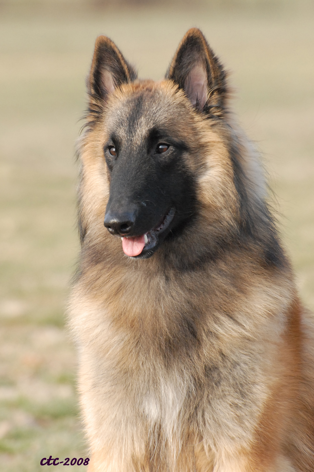 Pets Belgian Tervuren