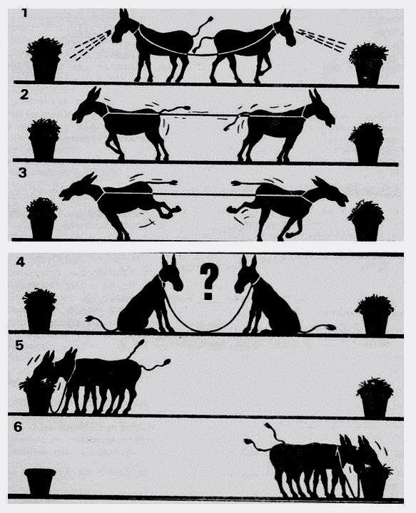 Idea 55 What we have learned from donkeys Tesla Ideas Coaching