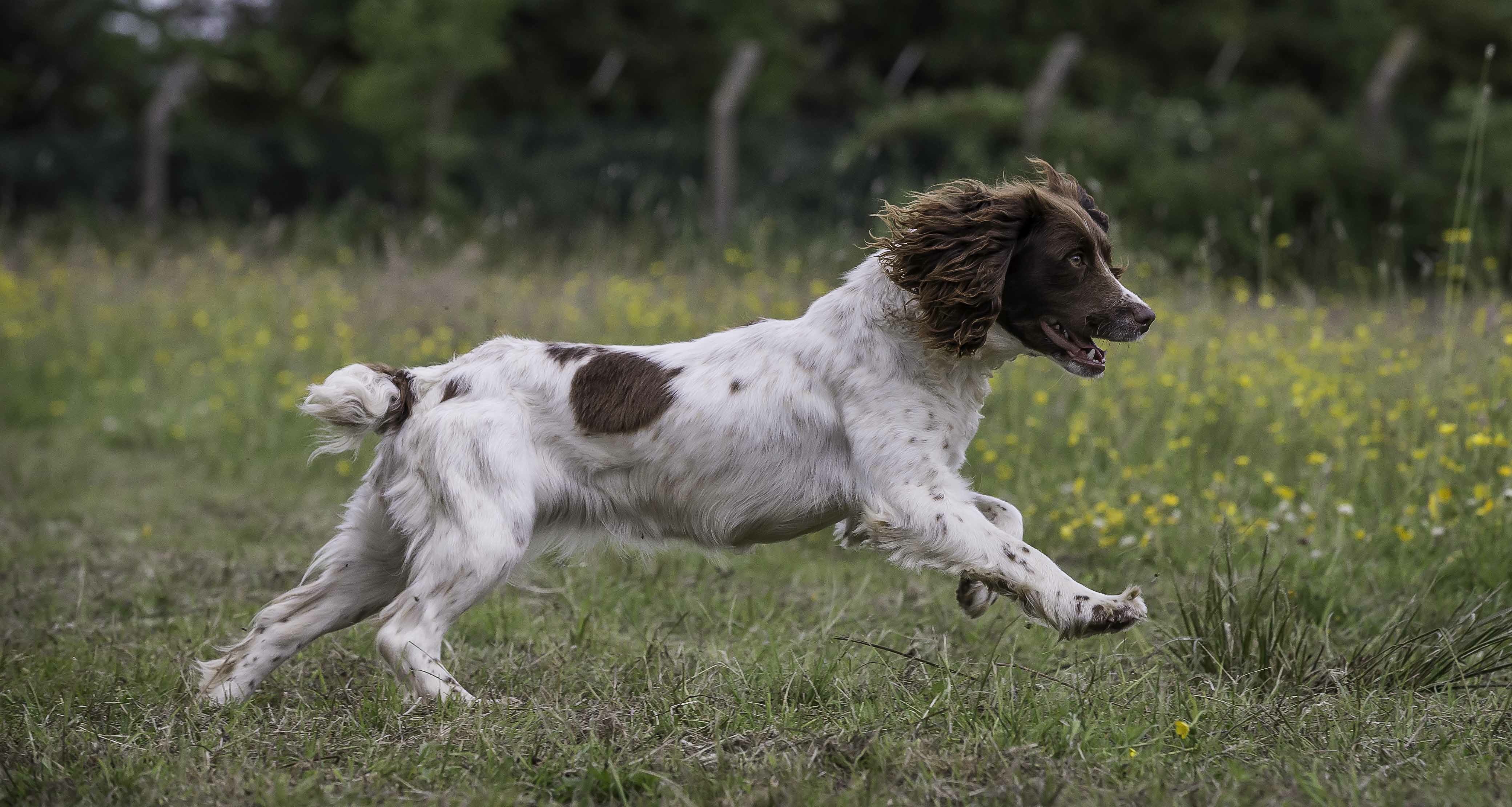 Update on Nell the Springer Spaniel's Gundog Training from a clients