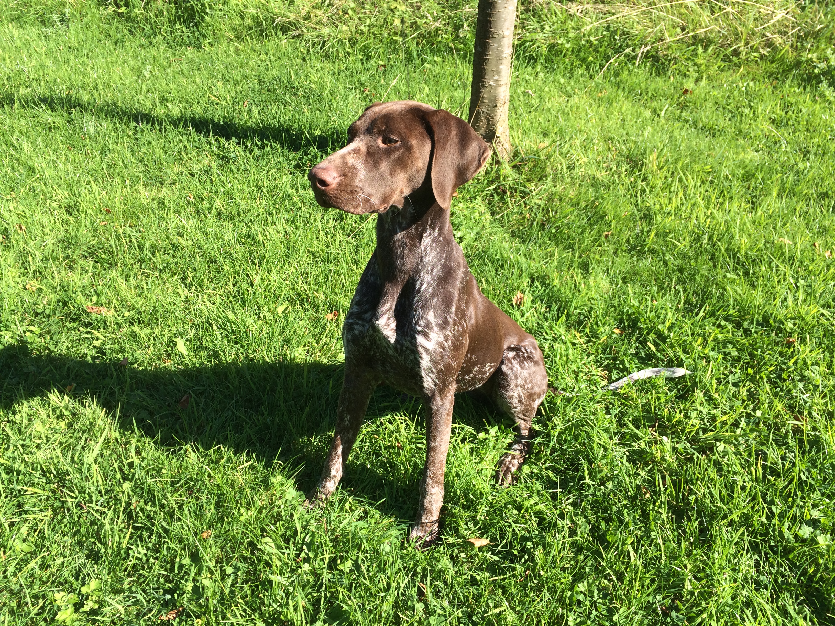 Gundog training a German Shorthaired Pointer