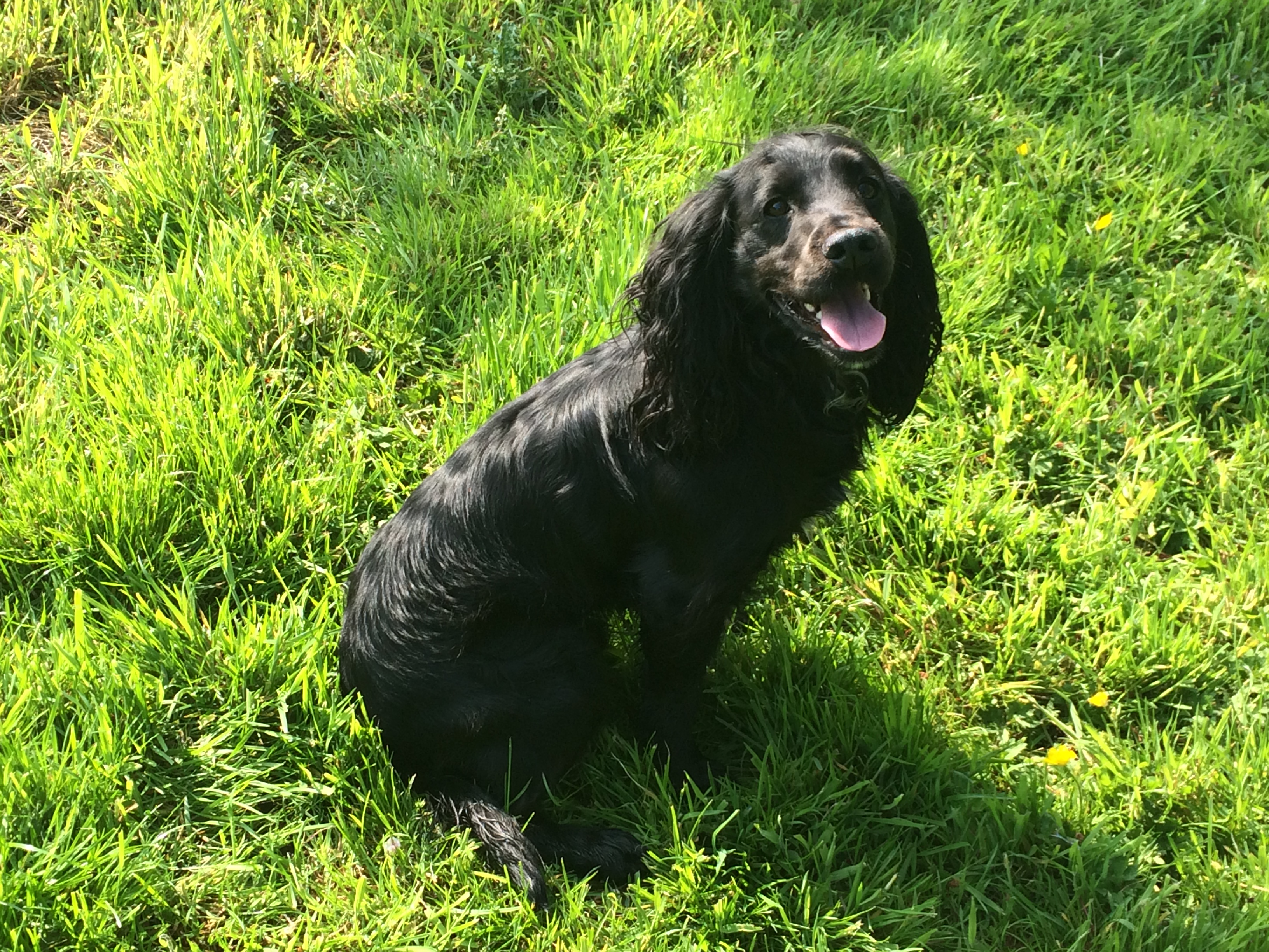 Residential Gundog Training with Sam the Cocker Spaniel Tessleymoor