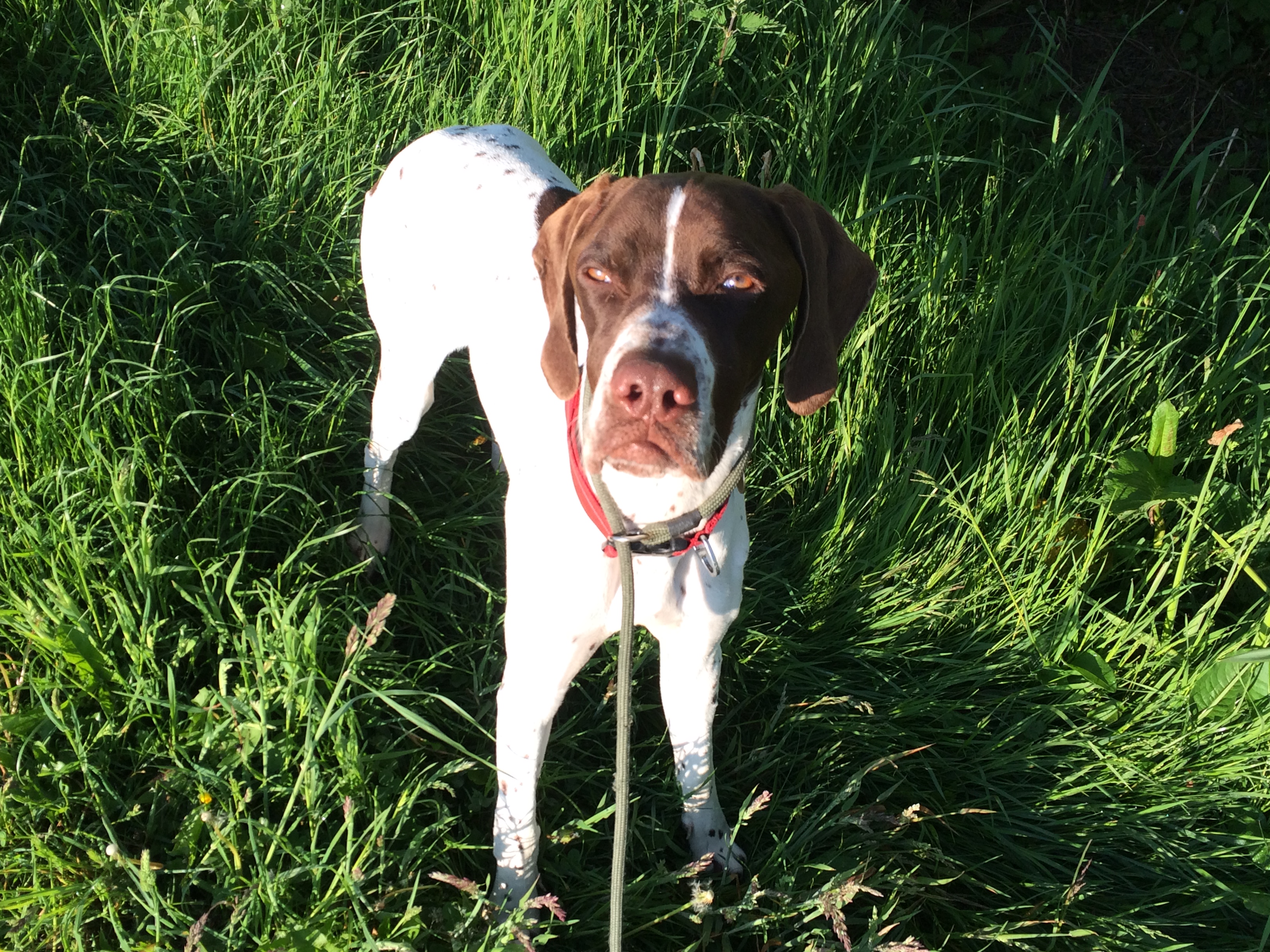 Residential Gundog Training with a English Pointer. Tessleymoor Gundogs