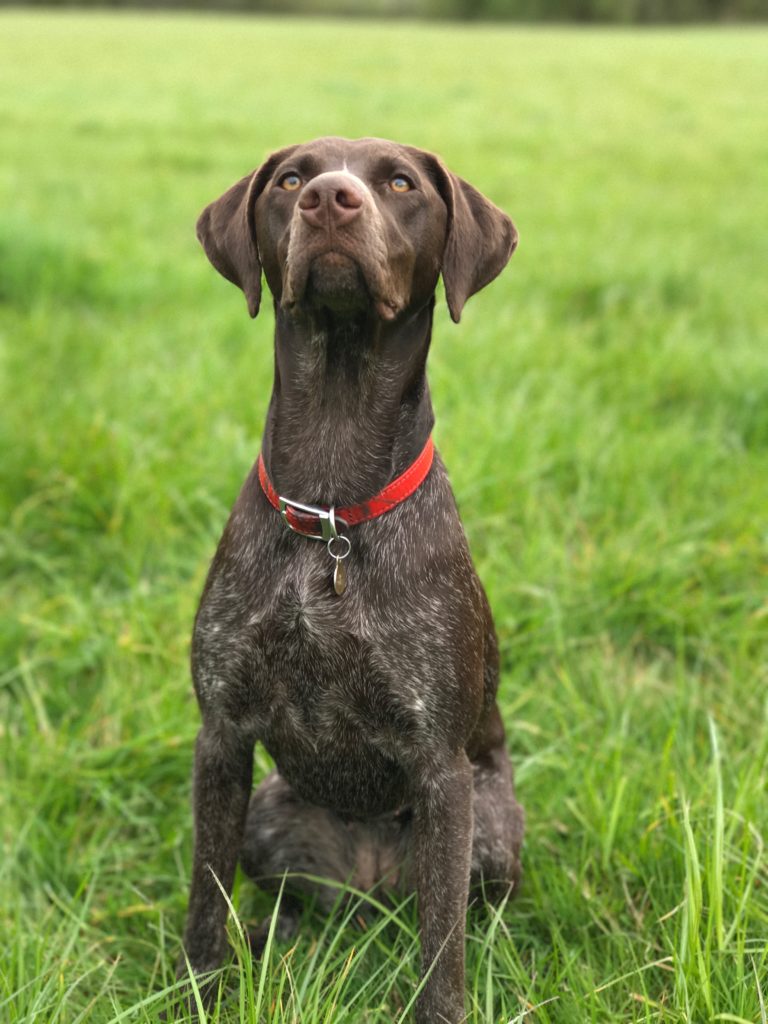 Gundog Training with Winnie the German Shorthaired Pointer