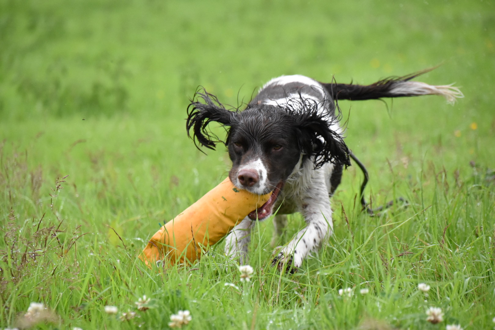 Testimonial Virtual and Practical Lessons to help a Rescue Springer