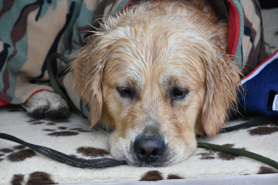 Unscrupulous Puppy Breeders Coronavirus Tessleymoor