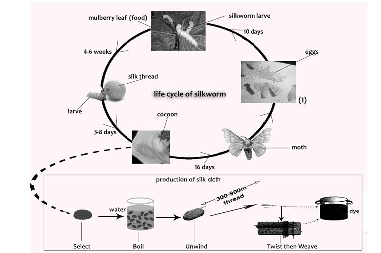 The diagrams below show the life cycle of the silkworm and the stages