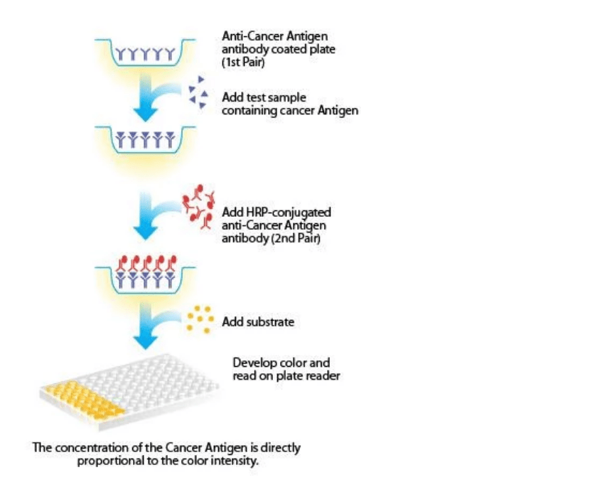 Wholesale AFP AlphaFetoprotein Test Kit Supplier and Manufacturers