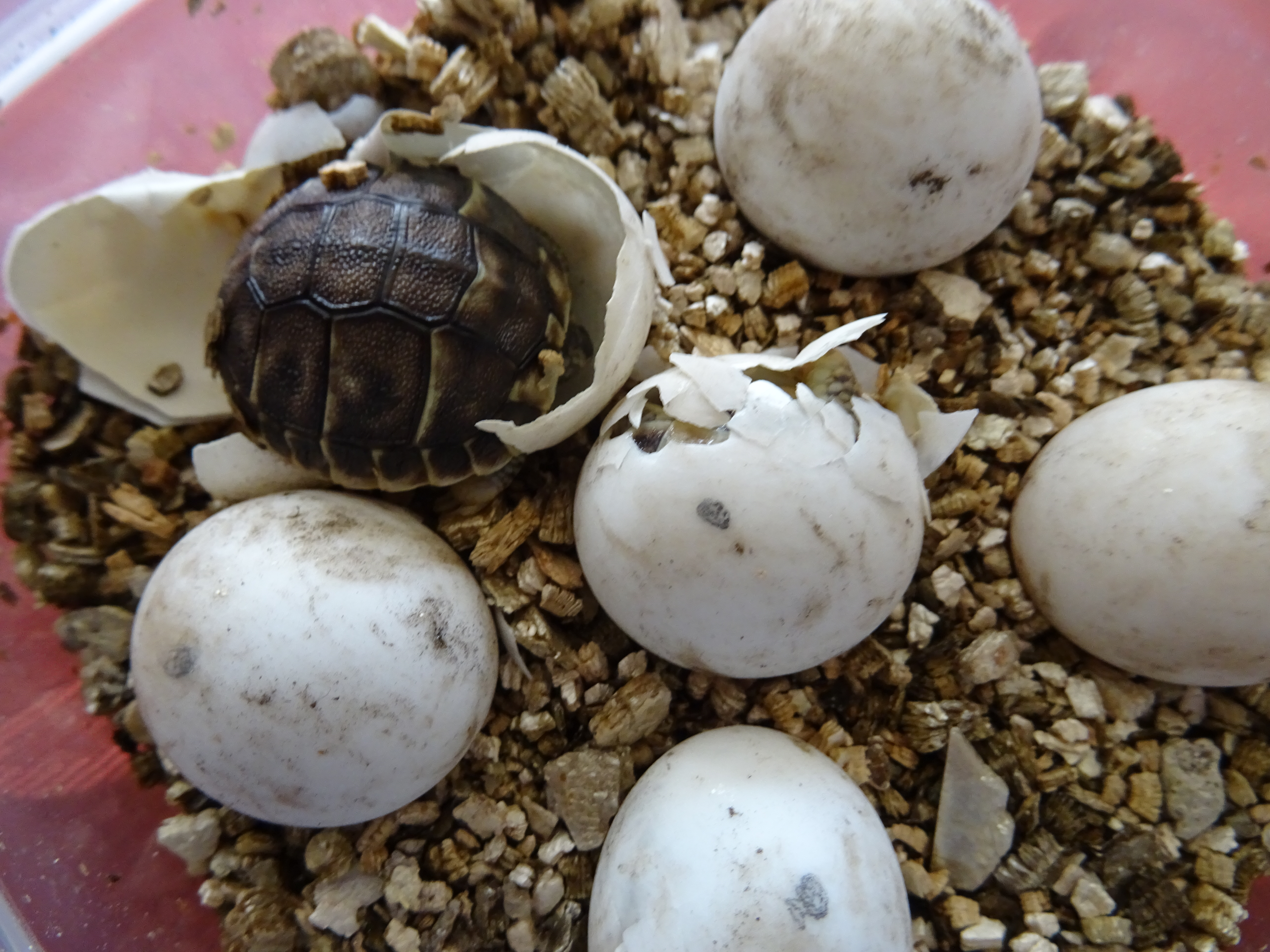 Babyboom TESTUDOWELT