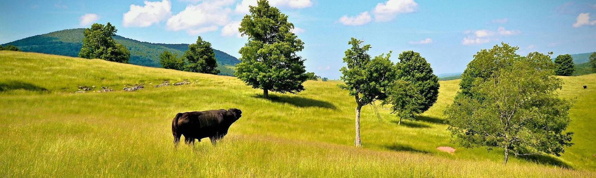Teter Ranch Eureka, KS Raising Simmental/ Simangus cattle