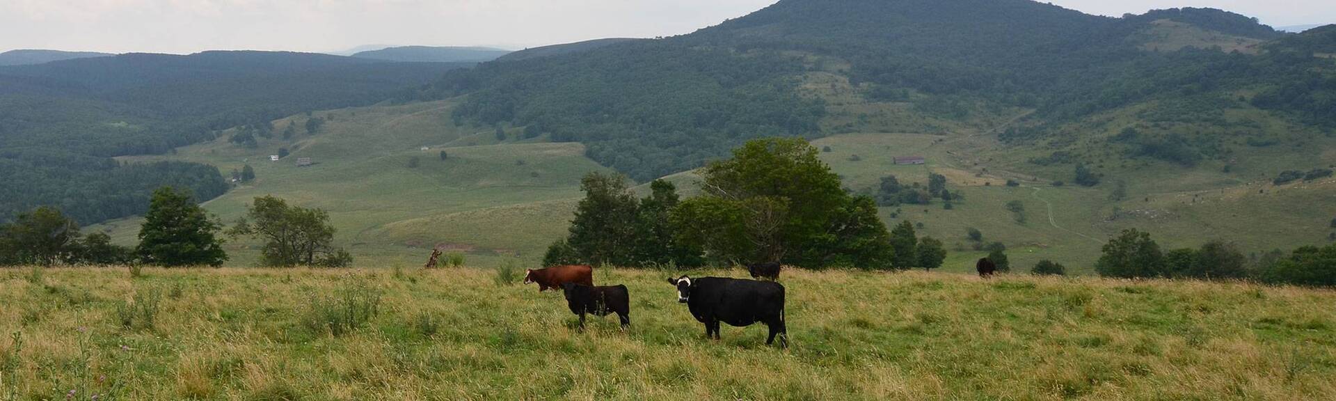 Teter Ranch Eureka, KS Raising Simmental/ Simangus cattle