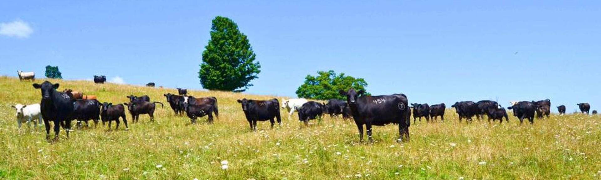 Teter Ranch Eureka, KS Raising Simmental/ Simangus cattle