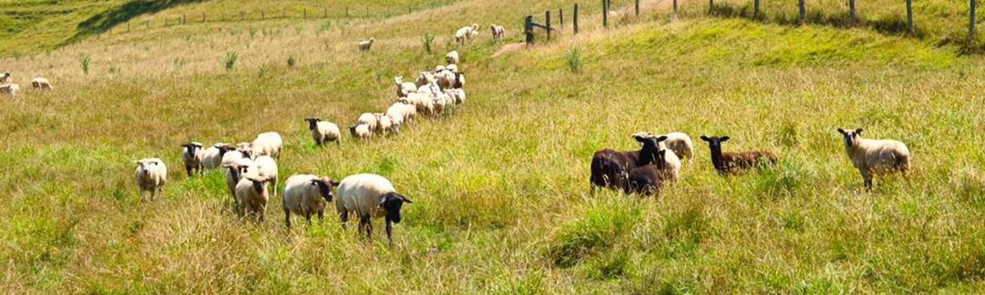 Teter Ranch Eureka, KS Raising Simmental/ Simangus cattle