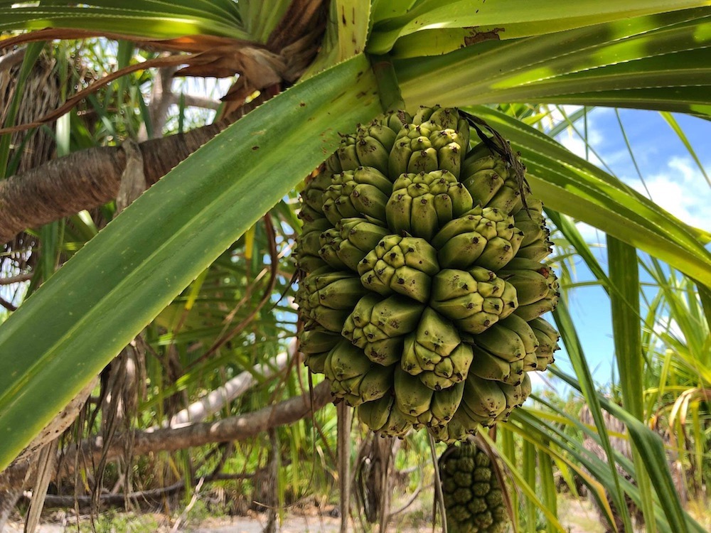 Pandanus tectorius Tetiaroa Society
