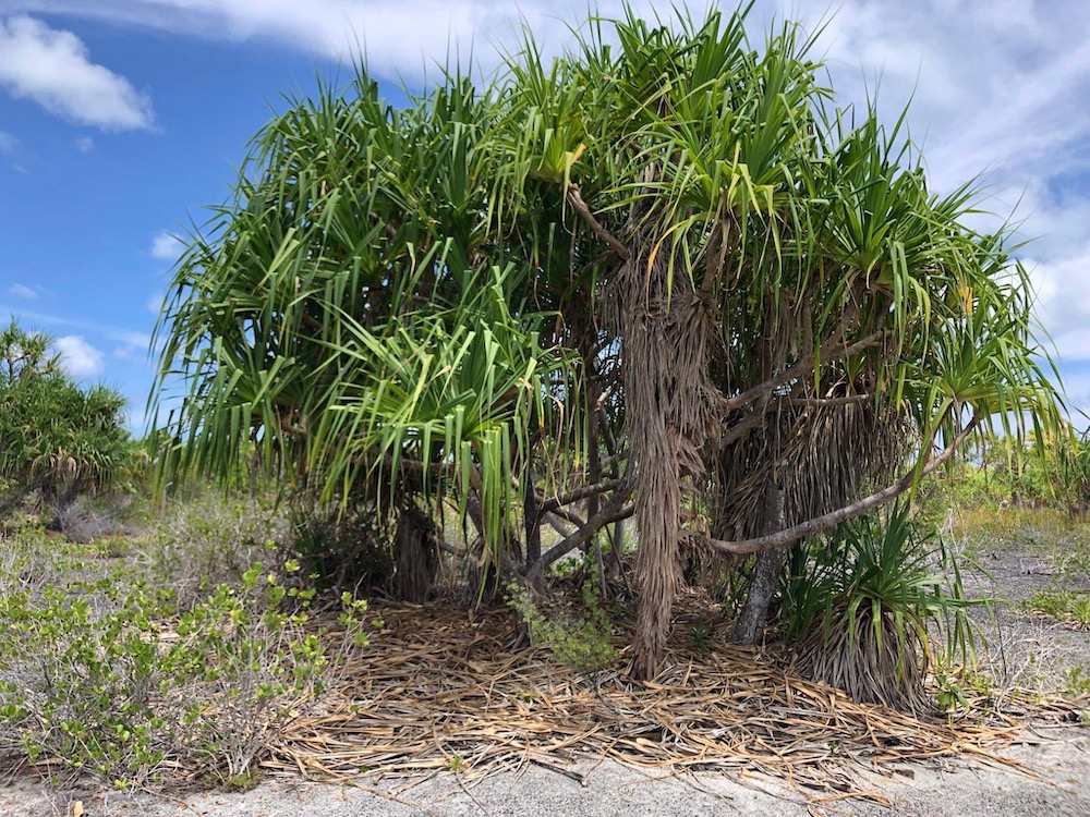 Pandanus tectorius Tetiaroa Society
