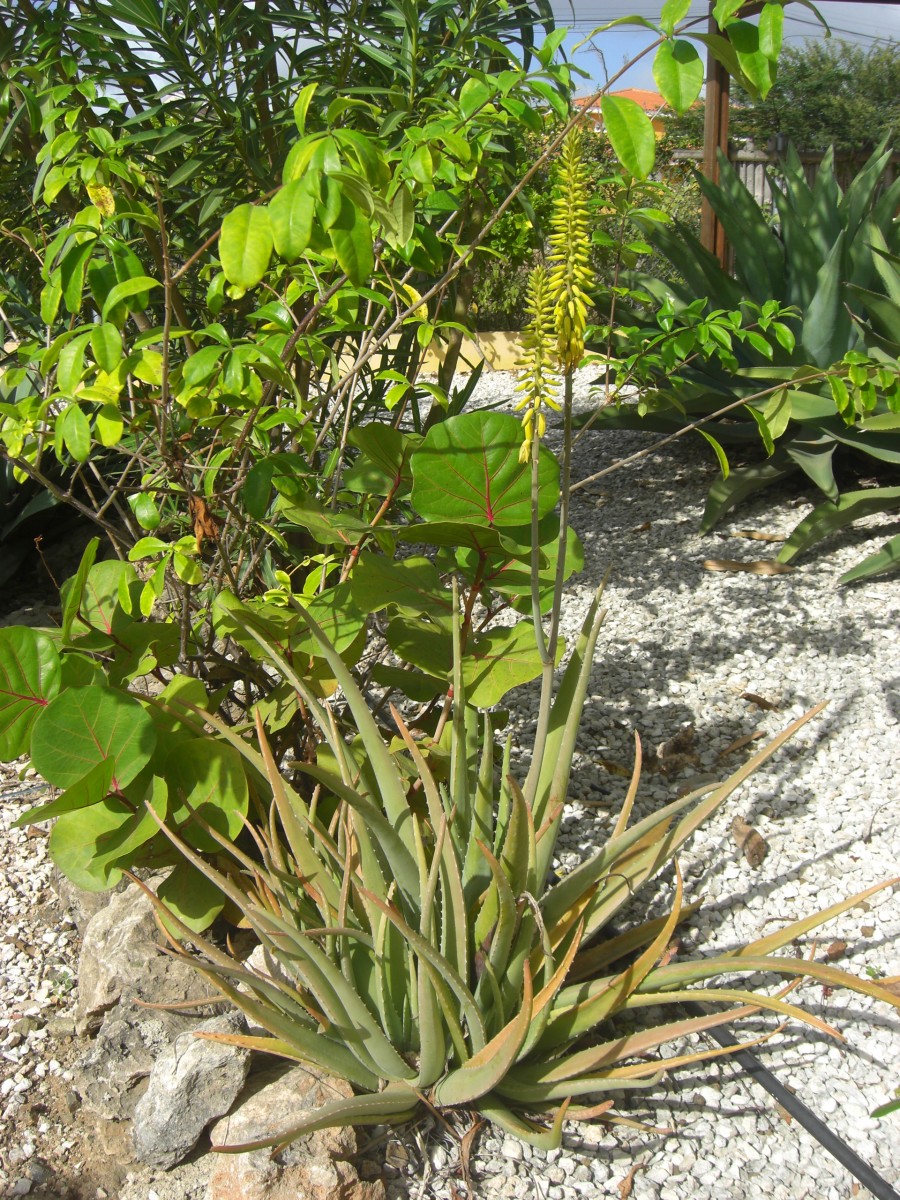 Aloë vera Dichterlijke natuur