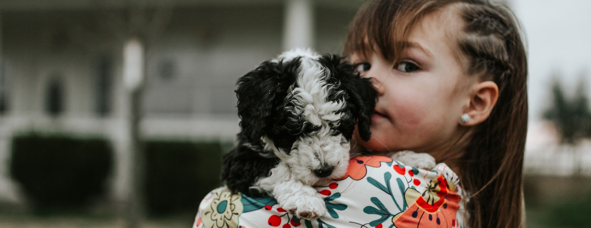 What Does It Mean Guardianship Home For A Dog