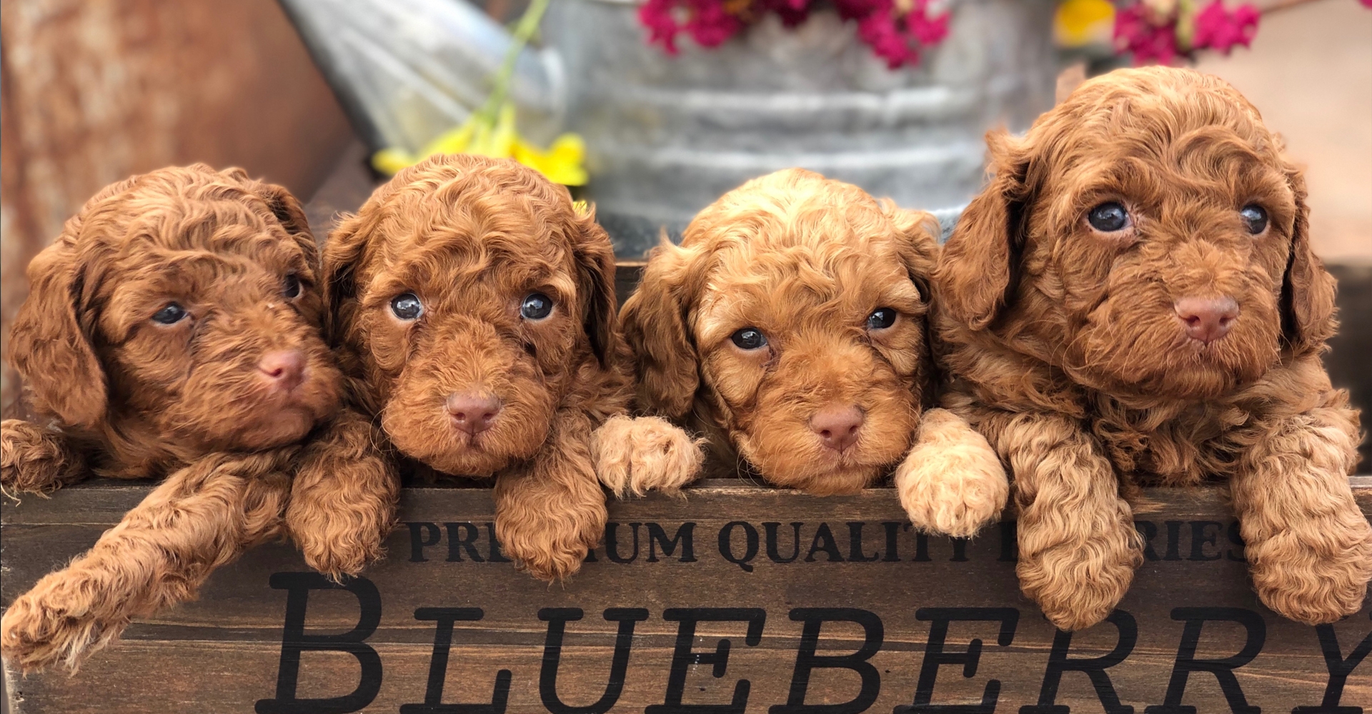 Best Doodle Breeder in Texas Sheepadoodles, Labradoodles Breeder
